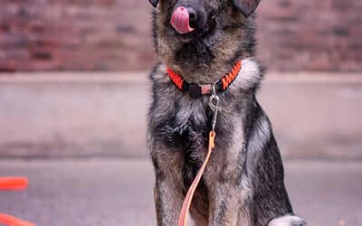 The Hard(ware) Facts About Your Dog’s Leash